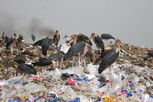 Manifiesto por un futuro libre de contaminación plástica